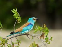 Coracias garrulus garrulus Chachuna, Kakheti, Georgia 20180427_1432