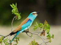 Coracias garrulus garrulus Chachuna, Kakheti, Georgia 20180427_1434