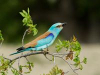 Coracias garrulus garrulus Chachuna, Kakheti, Georgia 20180427_1436