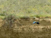 Coracias garrulus garrulus Plain and valley 2.8 km WNW Dalis Reservoir Tower, Chachuna, Kakheti, Georgia 20180427_1326