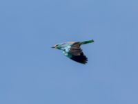 Coracias garrulus garrulus Valley 1.1 km WSW Dalis Reservoir Tower, Chachuna, Kakheti, Georgia 20180427_1138