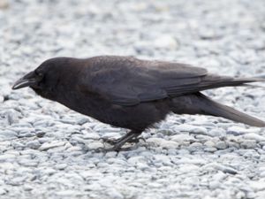 Corvus brachyrhynchos - American Crow - Amerikansk kråka