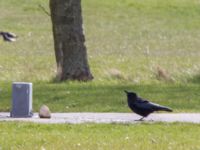 Corvus corone Sibbarp, Malmö, Skåne, Sweden 20150420_0063