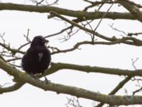 Corvus corone Sibbarp, Malmö, Skåne, Sweden 20150420_0069