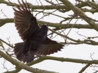 Corvus corone Sibbarp, Malmö, Skåne, Sweden 20150420_0070