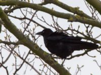 Corvus corone Sibbarp, Malmö, Skåne, Sweden 20150420_0073