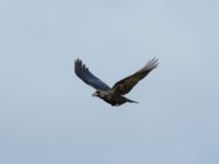 Corvus corone Sibbarp, Malmö, Skåne, Sweden 20191031_0010