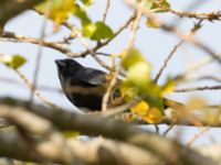 Corvus corone Sibbarp, Malmö, Skåne, Sweden 20191031_0012