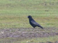 Corvus corone Sibbarp, Malmö, Skåne, Sweden 20230413_0088