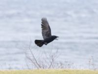 Corvus corone Sibbarp, Malmö, Skåne, Sweden 20240211_0083