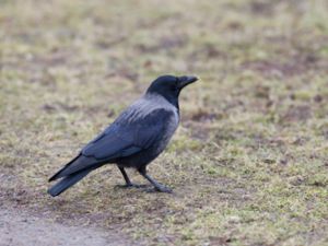 Corvus corone x Corvus cornix - Carrion x Hooded Crow - Grå- x svartkråka