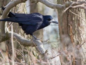 Corvus frugilegus - Rook - Råka