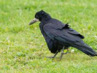 Corvus frugilegus ad Södra Ribersborg, Malmö, Skåne, Sweden 20171005_0005