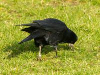 Corvus frugilegus ad Scaniaparken, Malmö, Skåne, Sweden 20191107_0022