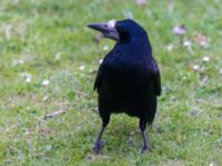 Corvus frugilegus ad Sibbarp, Malmö, Skåne, Sweden 20230423_0027