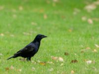 Corvus fruglilegus 1cy Sibbarp, Malmö, Skåne, Sweden 20201026_0067