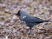 Corvus monedula Öresundsparken, Ribersborg, Malmö, Skåne, Sweden 20210306_0069