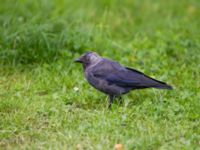 Corvus monedula 1cy Ribersborg, Malmö, Skåne, Sweden 20110813 012