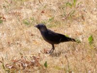 Corvus monedula 1cy Skogsmästarestigen, Bunkeflostrand, Malmö, Skåne, Sweden 20180629_0110