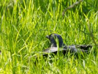 Corvus monedula Nybergs dunge, Bunkeflo strandängar, Malmö, Skåne, Sweden 20170501_0004