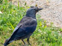 Corvus monedula Ribersborg, Malmö, Skåne, Sweden 20130630