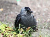 Corvus monedula Slottsparken, Malmö, Skåne, Sweden 20110414 024