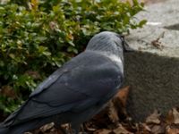 Corvus monedula St Pauli kyrkogård, Malmö, Skåne, Sweden 20170410_0012