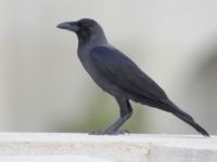 Corvus splendens Ain Sukhna, Egypt 20090407 769