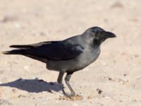 Corvus splendens Northern Beach, Israel 2013-03-29 235