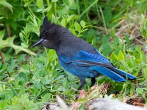 Cyanocitta stelleri - Steller's Jay - Stellerskrika