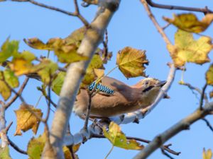 Garrulus glandarius - Eurasian Jay - Nötskrika