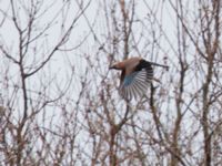 Garrulus glandarius Toarp, Malmö, Skåne, Sweden 20130104 025