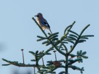 Garrulus glandarius Toarp, Malmö, Skåne, Sweden 20191210_0030