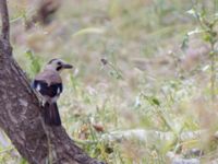 Garrulus glandarius atricapillus Mount Gilboa, Israel 2013-03-31 151