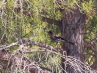 Garrulus glandarius atricapillus Pine wood, Side, Turkey 20120624 027