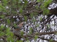 Garrulus glandarius iphigenia Massandra park, Yalta, Crimea, Russia 20150916_0023