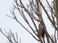 Garrulus glandarius iphigenia Massandra park, Yalta, Crimea, Russia 20150916_0025