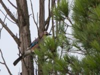 Garrulus glandarius iphigenia Massandra park, Yalta, Crimea, Russia 20150916_0026