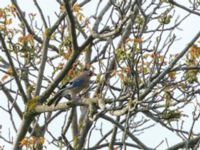 Garrulus glandarius krynicki Ilia State University Dedoplistskaro, Kakheti, Georgia 20180428_0467