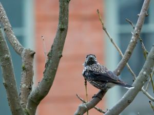 Nucifraga caryocatactes - Spotted Nutcracker - Nötkråka