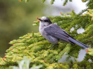 Perisoreus canadensis -Grey Jay - Grå lavskrika