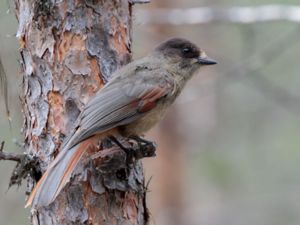 Perisoreus infaustus - Siberian Jay - Lavskrika