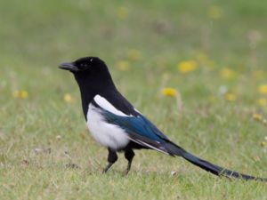 Pica hudsonia - Black-billed Magpie - Amerikansk skata