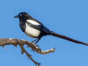 Pica mauretanica - Maghreb Magpie - Maghrebskata