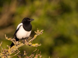 Pica pica - Common Magpie - Skata