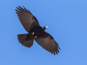 Pyrrhocorax graculus - Alpine Chough - Alpkaja