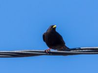 Pyrrhocorax graculus Oukaimeden, Morocco 20180223_0067