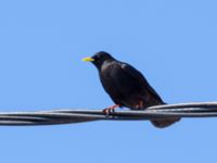 Pyrrhocorax graculus Oukaimeden, Morocco 20180223_0068