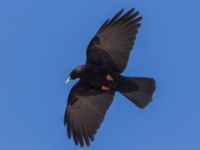 Pyrrhocorax graculus Oukaimeden, Morocco 20180223_0072