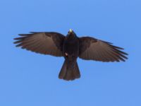 Pyrrhocorax graculus Oukaimeden, Morocco 20180223_0075